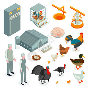 等距家禽农场鸡集与图标字符的工人与动物产品矢量插图图片