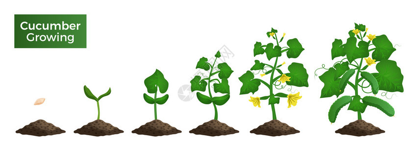 黄瓜植株生长阶段的图像集,蔬菜萌芽成熟植物矢量图的视图绿色高清图片素材
