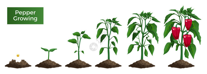 用空白背景矢量插图上的文本辣椒植物生长阶段的孤立图像符号高清图片素材