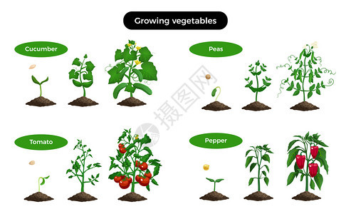 种植机蔬菜图像代表同阶段的黄瓜,番茄,胡椒豌豆矢量插图图片