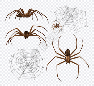 蜘蛛真实地透明的背景上,详细的蜘蛛网黑蜘蛛的图像同的角度矢量插图背景图片