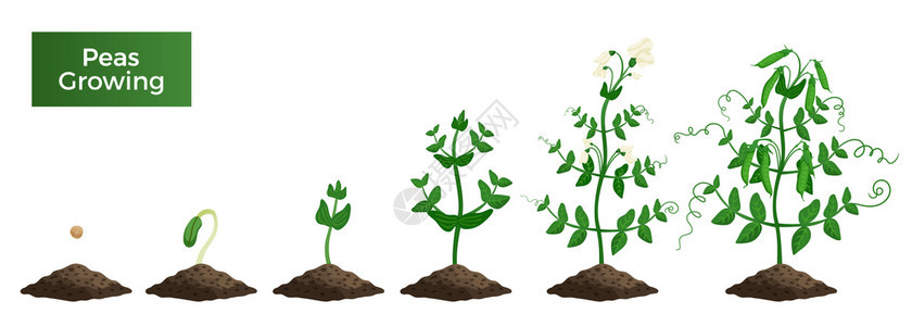 豌豆植物生长阶段成与文本图像,代表随后的生长阶段矢量插图图片