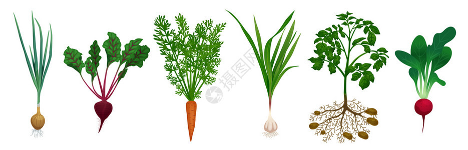 空白背景矢量插图上甜菜胡萝卜土豆洋葱萝卜大蒜菜园蔬菜的图像生态的高清图片素材