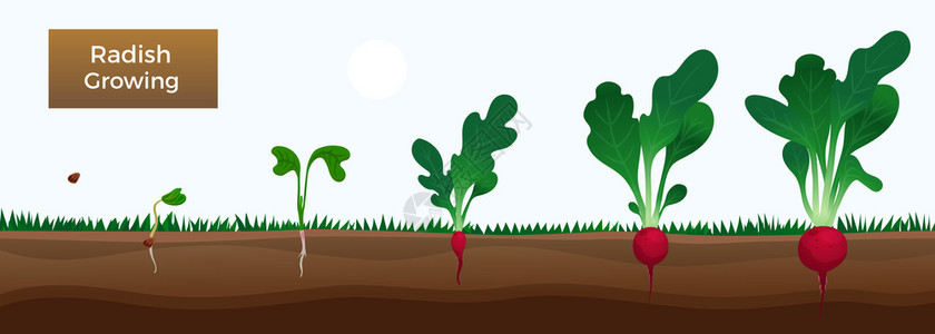 蔬菜生长阶段教育水平与种植萝卜种子播种发芽收获矢量插图植物高清图片素材