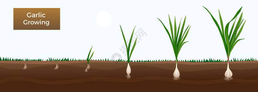 蔬菜生长阶段教育水平园丁与大蒜丁香种植收获矢量插图背景图片