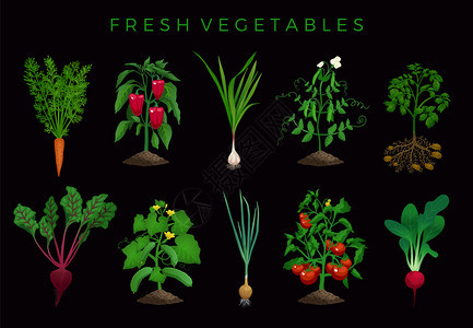 农业机蔬菜可编辑的自然植物图像与叶子可编辑的文本矢量插图园艺高清图片素材