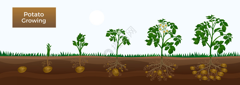 马铃薯生长阶段水平教育园艺横幅与种植芽发育,块茎始,膨大,成熟载体插图图片