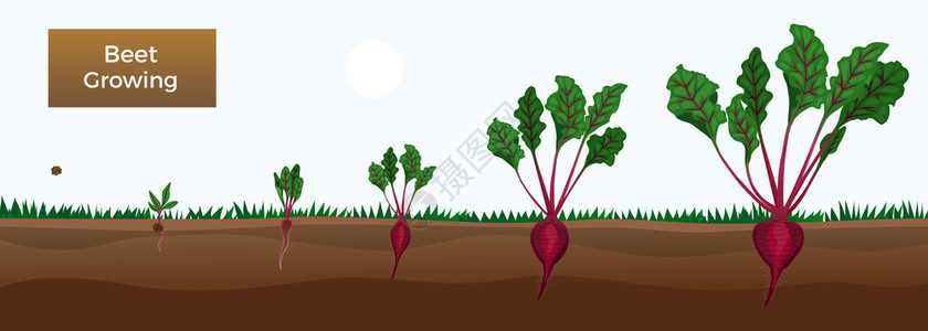 蔬菜甜菜生长阶段的成与脂肪土地的剖图种植植物矢量图的图像自然的高清图片素材
