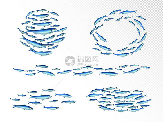 鱼群真实与快速移动楔形喂食浅滩环空透明背景矢量插图图片