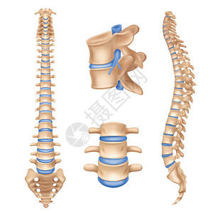 人体脊柱解剖图椎柱现实医学教育海报教科书白色背景图片矢量插图插画