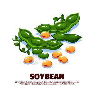 大豆成模板标签包装农贸市场标志与绿色豆荚熟豆卡通矢量插图图片