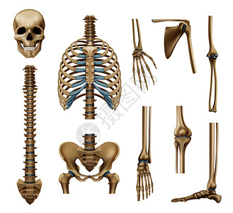 真实的人体骨骼部分颅骨脊柱肩胛骨骨盆四肢分离的矢量图现实的人类骨架部件集图片