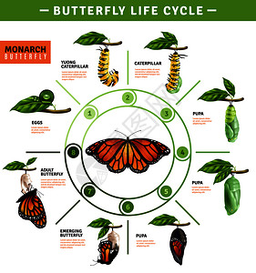 蝴蝶生命周期信息布局说明了君主物种卵子新兴矢量图的发展阶段蝴蝶生命周期信息图片