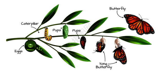 S型构图蝴蝶的例子,丹纳奈君主物种的现实构图矢量插图蝴蝶成分插画