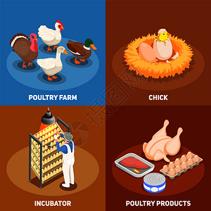 家禽2x2集鸡巢禽农场孵化器家禽产品方形图标等距矢量插图图片