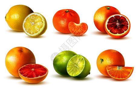 真实的柑橘类水果与柠檬石灰,橙色,葡萄柚,橘子分离白色背景矢量插图图片