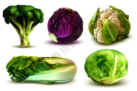 写实套与新鲜大白菜,西兰花,中国叶,花椰菜分离矢量插图图片