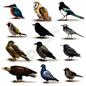 鸟类空白背景矢量插图上了12幅同物种的彩色鸟类的孤立图像图片