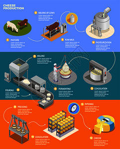 奶酪生产等距信息布局与十个阶段的奶酪准备原始牛奶矢量插图图片