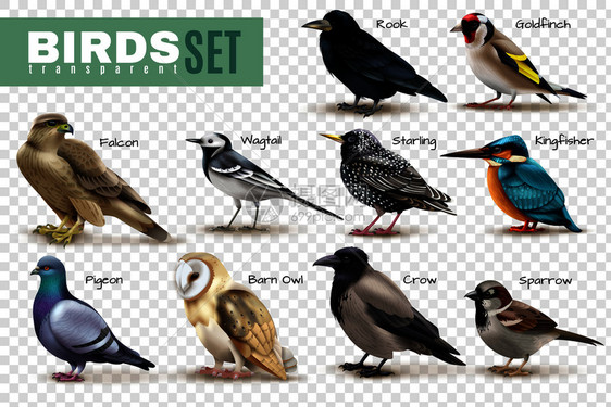 鸟类透明的背景集鸟类图像与各种物种可编辑的文本标题矢量插图图片