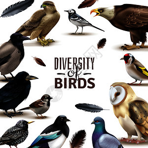 鸟类框架与彩色图像的现实鸟类与各种物种周围可编辑的华丽文本矢量插图图片