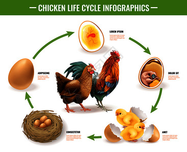 鸡生命周期阶段可育卵胚胎发育孵化雏鸡载体插图的真实信息图成图片