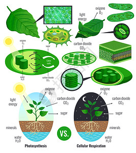 生物糖胶周期图表高清图片