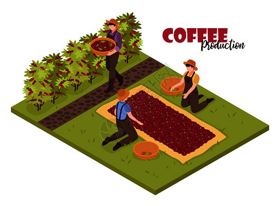 等距咖啡生产白色背景与植物灌木丛人们收集豆子与可编辑的华丽文本矢量插图图片