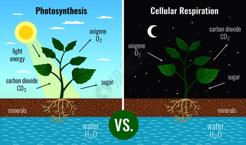 光合作用积累糖细胞呼吸促进所植物的功能白天晚上2教育海报矢量插图背景图片