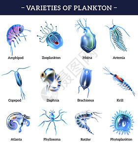 套四张以浮游生物品种为的海报杂志文章的模板小册子封矢量插图