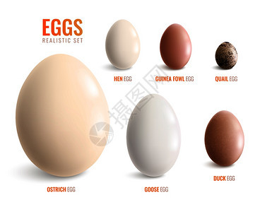 彩色逼真的鸡蛋图标鸵鸟蛋,鹅,鸭,珍珠鸡,鹌鹑矢量插图图片