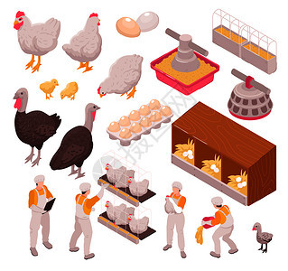 等距鸡生产家禽养殖场与人类工人农场动物鸡蛋矢量插图的孤立图像图片