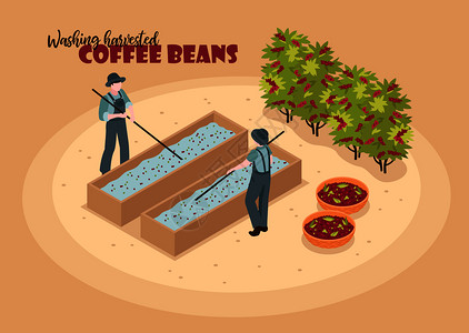 等距咖啡生产颜色背景与字符的两个工人清洗收获的咖啡豆与文本矢量插图图片