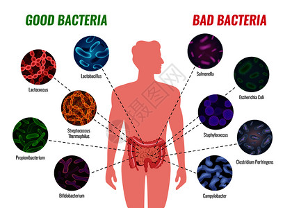 好的坏的细菌海报与医疗治疗符号平矢量插图图片