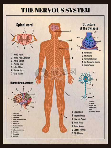 神经学海报与复古复古风格的信息图元素图像的身体内脏可编辑的文本标题矢量插图图片