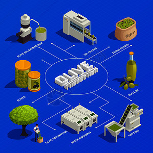 橄榄生产等距流程图与水果收获分类,捏油提取,灌装包装线矢量插图图片