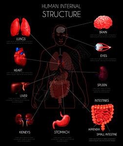 现实的人类内脏信息与肺,心,肝,肾,脑,眼睛,脾,肠描述矢量插图背景图片
