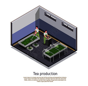 现代茶叶生产设施等距成与分级氧化收获叶过程描述文本矢量插图图片