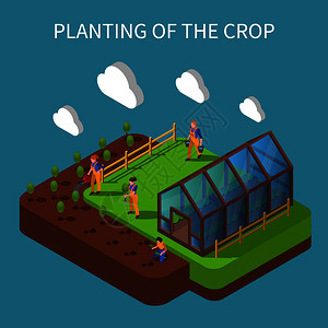 种植作物等距成与农民移栽幼苗温室床矢量图图片
