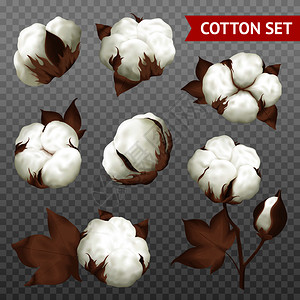 成熟棉铃纤维开放种子情况下真实植物部分分离透明背景矢量图棉花植物透明写实套装图片