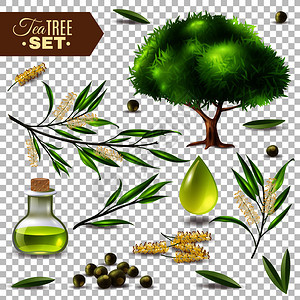 植物写实与茶树,花叶瓶子与油分离透明的背景矢量插图茶具图片