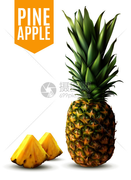 现实成熟菠萝两个新鲜切片分离白色背景矢量插图现实的菠萝插图图片
