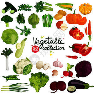 蔬菜草药收集与马铃薯,玉米,甜菜,茄子,西兰花,花生,韭菜生菜分离矢量插图蔬菜草药收集图片