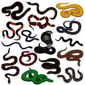 爬行动物装饰图标集蛇生物的同颜色皮肤图案矢量插图蛇卡通集图片