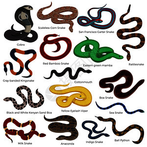 蛇彩色装饰图标描述爬行动物类型隔离白色背景卡通矢量插图蛇卡通集图片