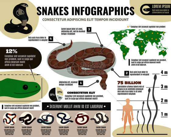 蛇爬行动物信息与关皇家巨蟒各种蛇光背景矢量插图蛇爬行动物信息图图片