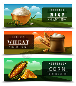 三个水平谷物横幅水稻,小麦玉米健康食品描述矢量插图谷物横幅套图片