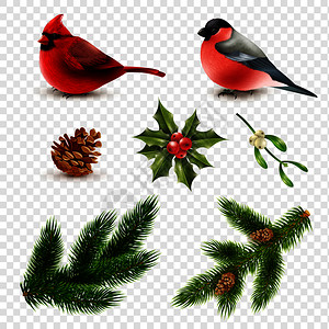 冬季鸟类红色红衣主教牛翅,透明背景矢量插图上分离出冷杉枝冬季鸟类杉枝图片