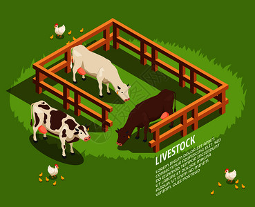 家畜,包括围场中的奶牛,牧场上小鸡的,绿色背景矢量插图上的等距成牲畜等距成图片