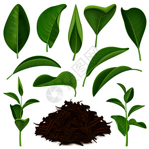 套真实的茶叶与新鲜的绿色干燥的叶子分离白色背景矢量插图逼真的茶叶套装背景图片